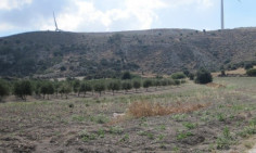 (agricultural) in Alethriko, Larnaca for sale , Larnaca