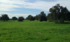 Residential 3345 m2 for sale in Mazotos, Larnaca