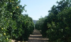 Land for sale in Paramytha, Limassol