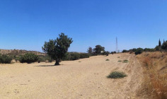 (agricultural) in Kalavasos, Larnaca for sale , Larnaca