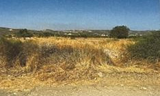 Field 4015m2 in Skarinou 
