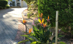 3 bedroom house to rent in Kapedes