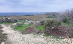 Agricultural land in Kissonerga , Paphos