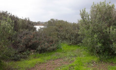 Agricultural land in Kissonerga , Paphos