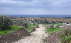 Agricultural land in Kissonerga , Paphos