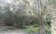 Luxury land for sale in Kelokedara, Paphos