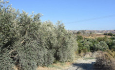 Luxury land for sale in Kelokedara, Paphos