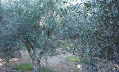 Luxury land for sale in Kelokedara, Paphos