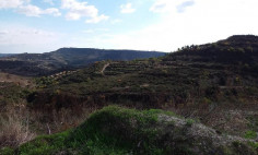 (agricultural) in Pachna, Limassol for sale , Limassol