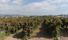 Beautiful residential for sale in Coral Bay, Paphos