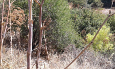 (residential) in Lasa, Paphos for sale , Paphos