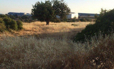Large commercial for sale in Ypsonas