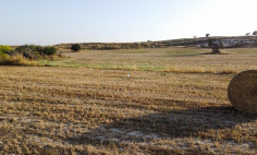 Field in Tersefanou, Larnaca , Larnaca