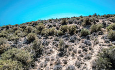 Land 15199 m2 for sale in Pissouri, Limassol