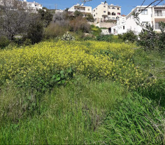 An excellent 750sq.m residential land in Pegeia Municipality., Paphos