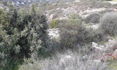 Residential 4348 m2 for sale in Palodia, Limassol