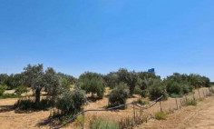 Residential 6225 m2 for sale in Latsia, Nicosia Residential 6225 m2 for sale in Latsia, Nicosia