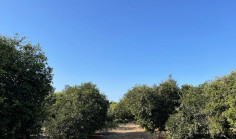 (agricultural) in Trachoni, Limassol for sale , Limassol