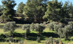 Beautiful residential 3679 m2 for sale in Lythrodontas, Nicosia