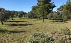 Spacious land for sale in Lythrodontas, Nicosia