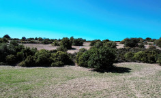 Field in Vavla, Larnaca , Larnaca