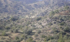 (agricultural) in Kalo Chorio, Limassol for sale , Limassol