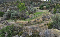 Spacious field plot for sale in Asgata village , Limassol