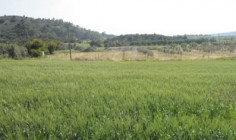 Agricultural for sale in Alethriko