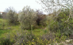 Large residential for sale in Kissonerga, Paphos
