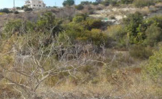 Residential 958 m2 for sale in Tala, Paphos