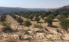 For sale, land, Paphos, Giolou, 12,710m&sup2;, &euro;25,000 