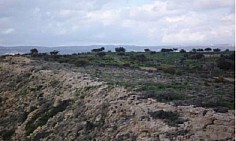 Lovely land to buy in Pissouri, Limassol