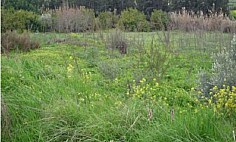 Spacious land to buy in Pissouri, Limassol