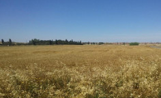 Residential 10108 m2 for sale in Latsia, Nicosia