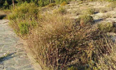 Land (residential) in Trimiklini, Limassol for sale , Limassol